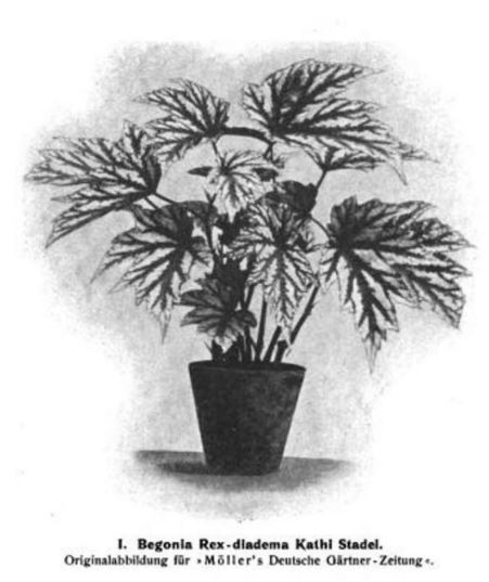 B. ‘Kathi Stadel’